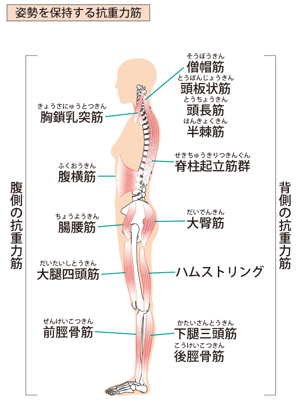 スクワットのダイエット効果とは？正しいスクワットの方法も解説│美容情報サイト Beauty Web(ビューティーウェブ)