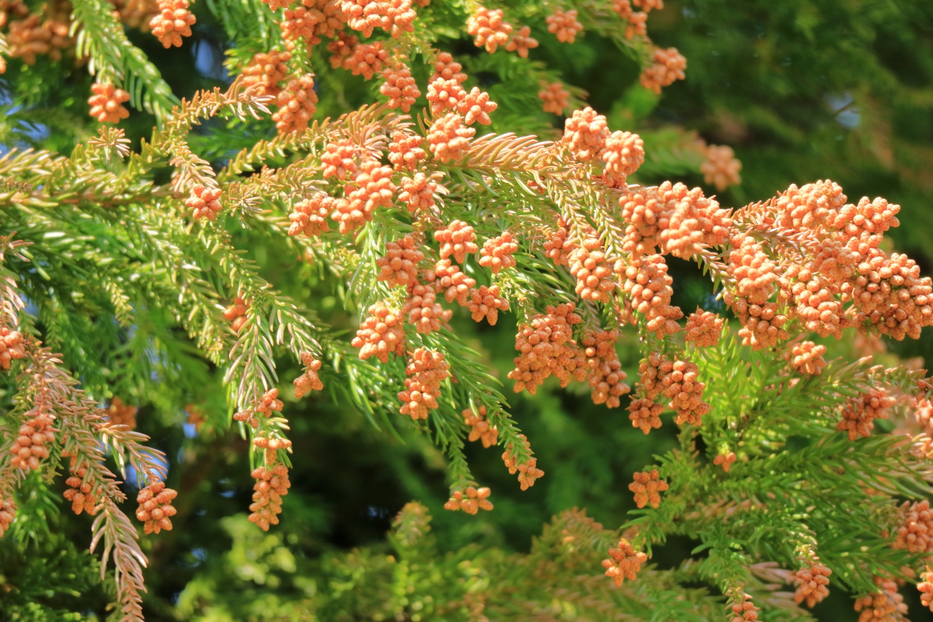 春先の肌荒れは花粉が関係している？肌荒れ症状と対策方法に迫る│美容情報サイト Beauty Web(ビューティーウェブ)