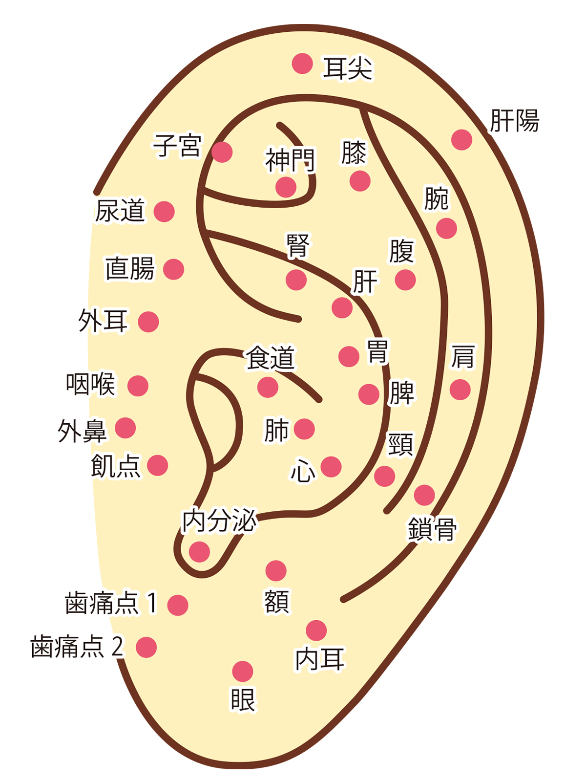 耳つぼダイエットで無理なく食欲コントロール!話題の効果と成功のコツを徹底解説│美容情報サイト Beauty Web(ビューティーウェブ)