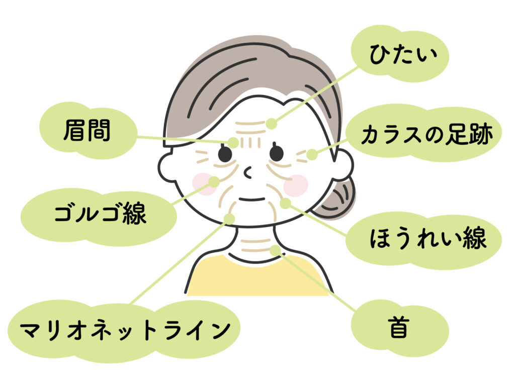老け顔に関係大ありのミッドチークラインとは?その原因と対応方法に迫る│美容情報サイト Beauty Web(ビューティーウェブ)