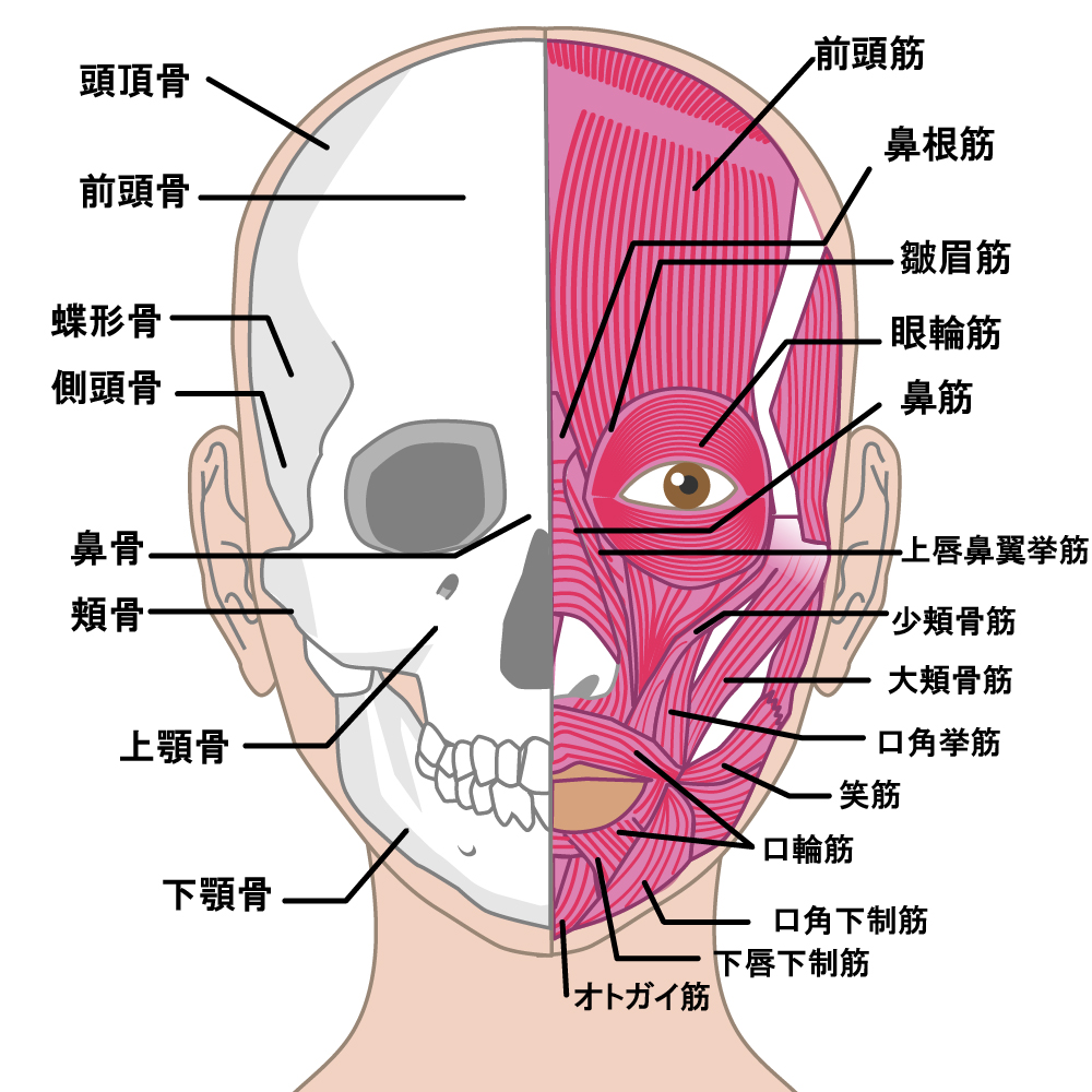 老け顔に関係大ありのミッドチークラインとは?その原因と対応方法に迫る│美容情報サイト Beauty Web(ビューティーウェブ)