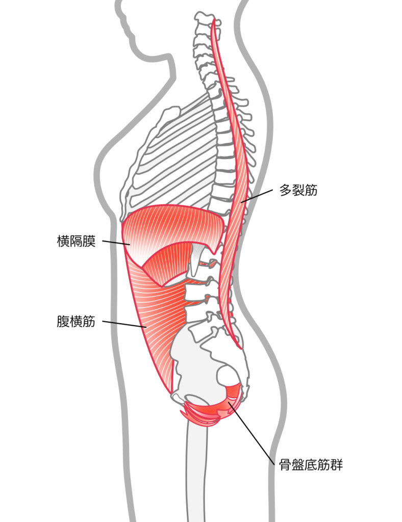 お腹のたるみを改善する方法|引き締めを叶える習慣とトレーニング│美容情報サイト Beauty Web(ビューティーウェブ)