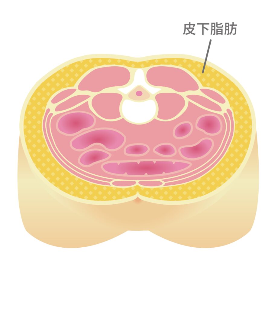 お腹のたるみを改善する方法|引き締めを叶える習慣とトレーニング│美容情報サイト Beauty Web(ビューティーウェブ)